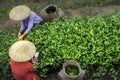 Pick tea Royalty Free Stock Photo